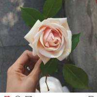 Каприза Капризовна 