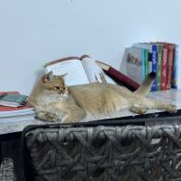 mukhlisa