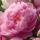 flowerlover_
