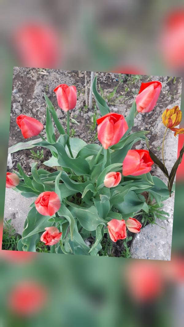 post image 4