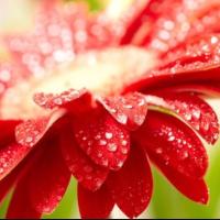 Сапега Екатерина