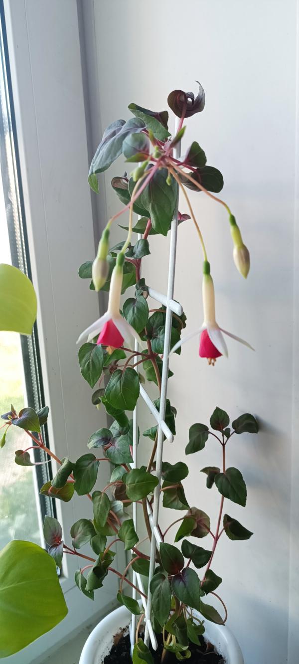 post image 4