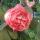id86lida