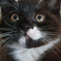 Kitty