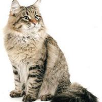 Счастливая 