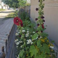 Амина🌷🌷🌷