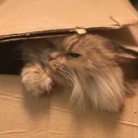 Анна Вебер