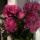 a_alya_