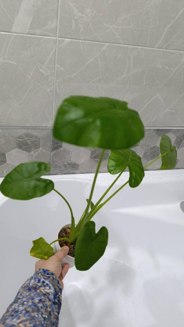 post image 4