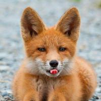 Кристина🦁🦊