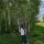 alesya.mal366