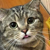 Aaaa