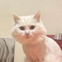 mammi
