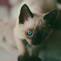 Котлякова Наталья