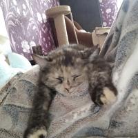 Tonya