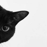 Kitty