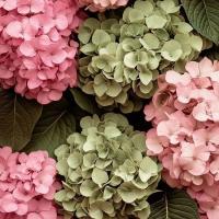 jasmine