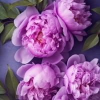 gadjimuradovna🌸
