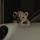 cat_cat_000