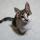dorothygrey