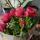 alina2172