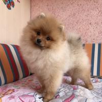 юлия кокина