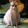 pink_fox
