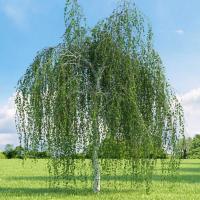 tree-or-not
