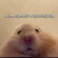 bublik 