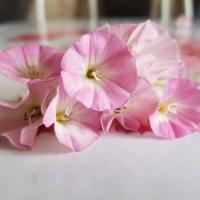 Асель