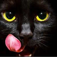 CatMurmur