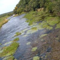 Ливиза Михеева