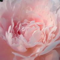 Darina