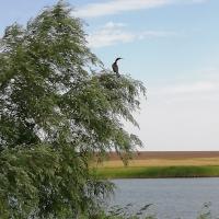 Елизавета 