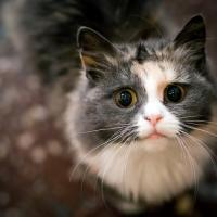 Оксана Дорохова
