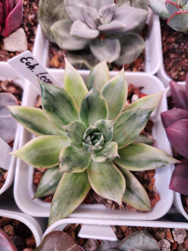 post image 5