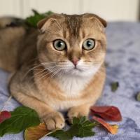 Юлия