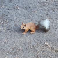 Роксана
