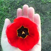 галина