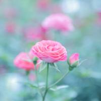 Шабуневич Виктория