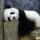 panda388