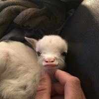 🐒🥥 Кокосик