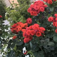 Уля