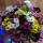 mishonok_masha