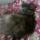 adelaida_