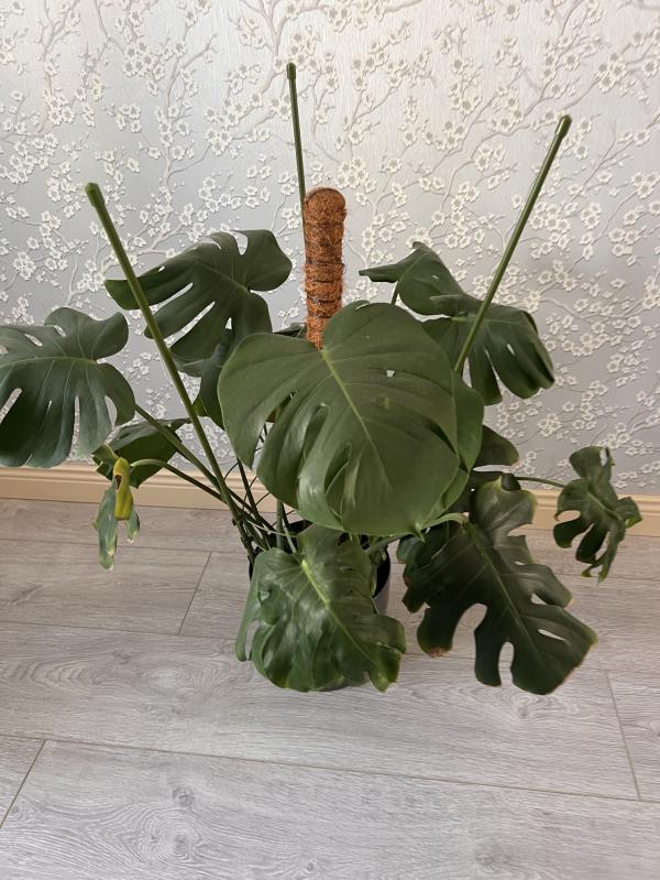 post image 4