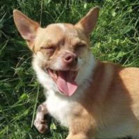 Rusco