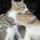sweet_cats