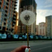 Алена