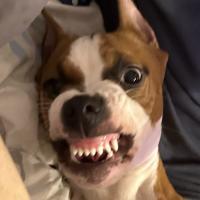 Atarax